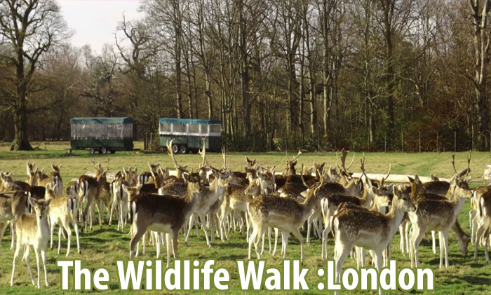 The Wildlife Walk