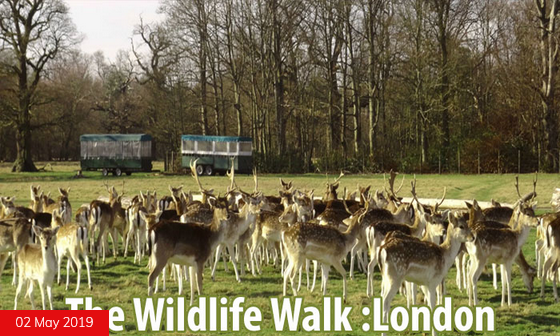 The Wildlife Walk